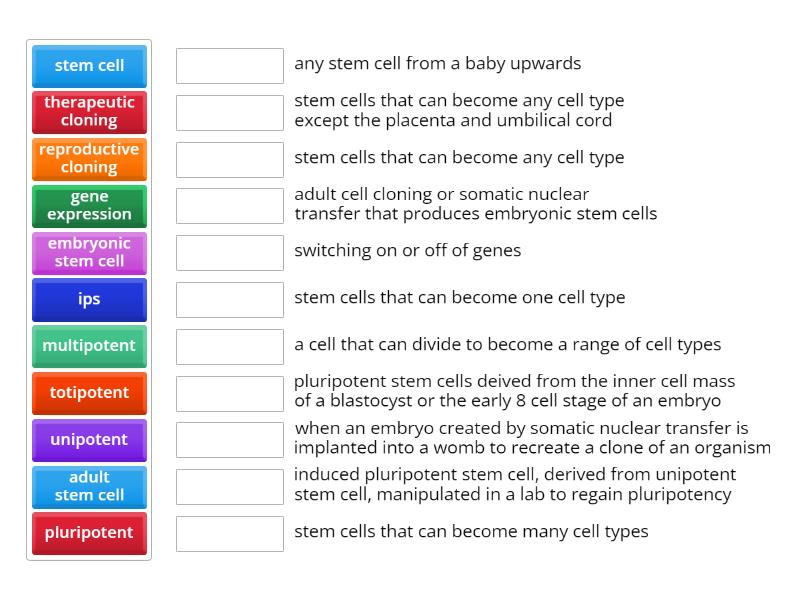 Stem Cells And Totipotency Match Up