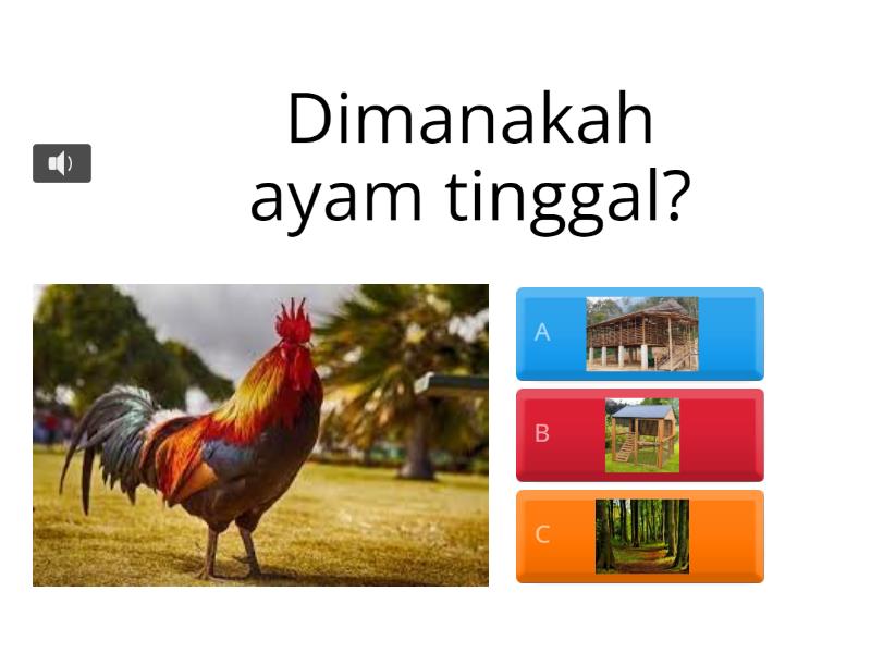 TEMPAT TINGGAL HAIWAN - Quiz