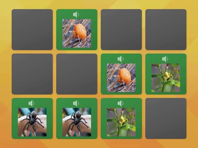 Spiders - 2 - Matching pairs