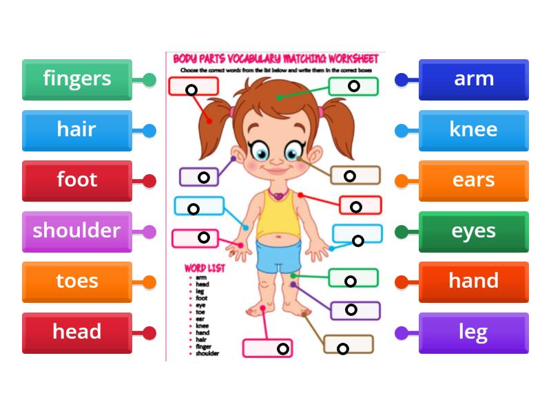 Parts of the Body Activty sheet - Labelled diagram