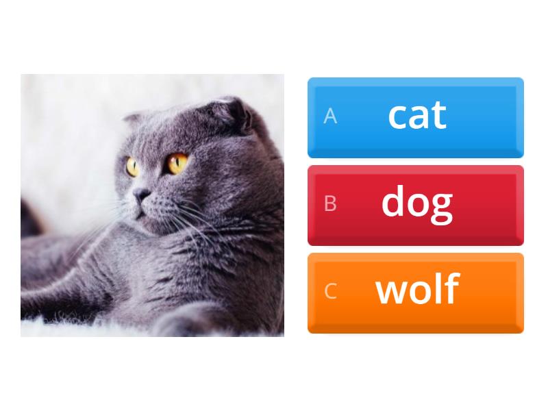 magic animals - Quiz
