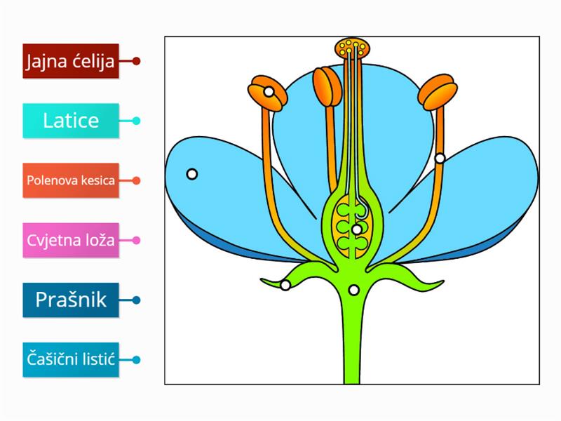 DELOVI CVETA - Labelled diagram