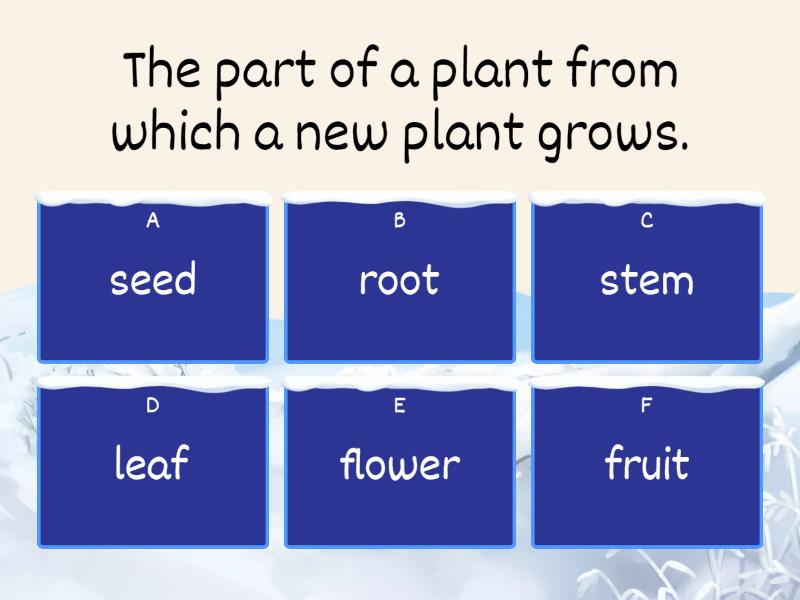 Plant Parts - Quiz