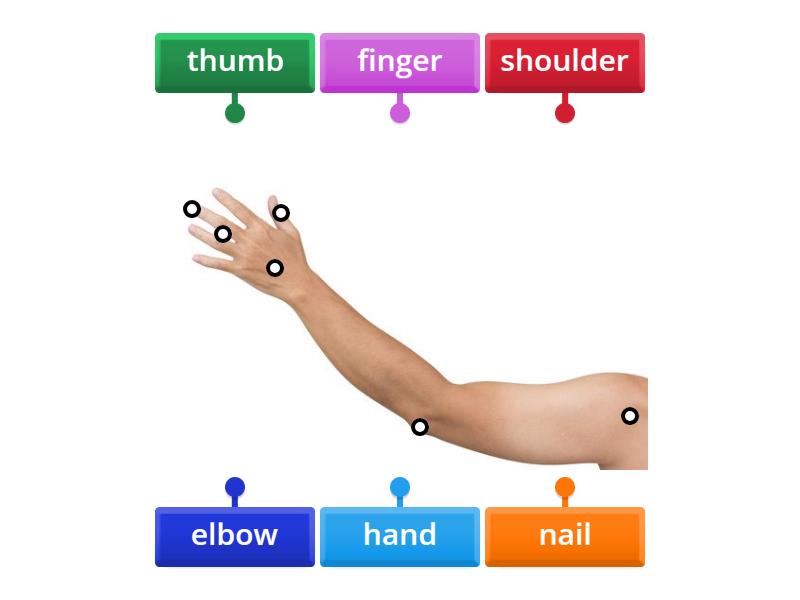 Arm - Labelled diagram