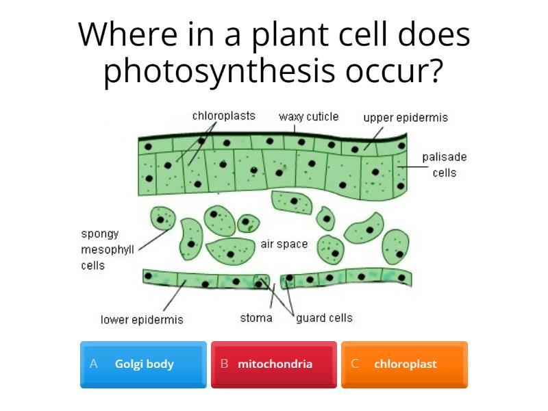 Photosynthesis Bell Ringer - Quiz