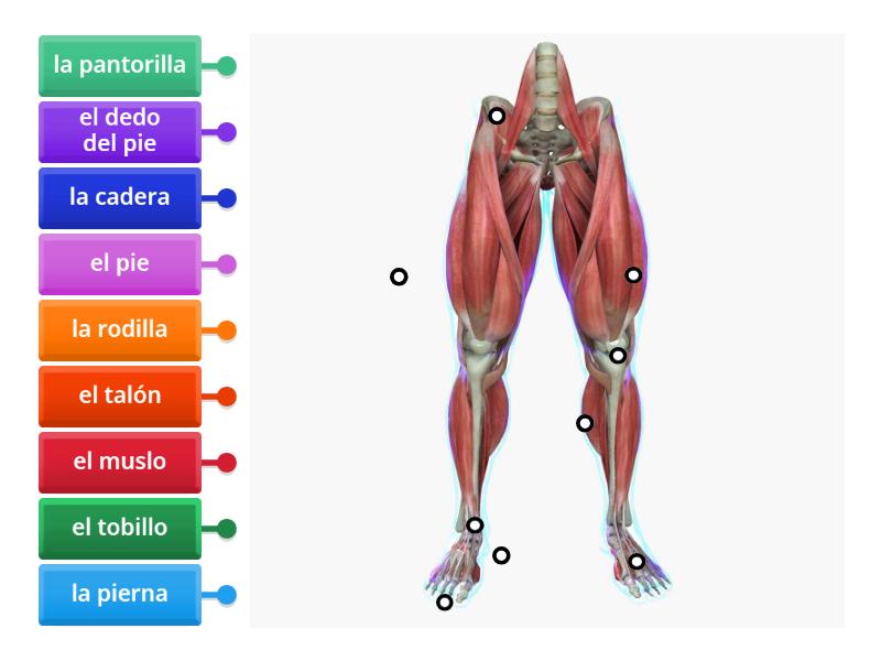 Partes del cuerpo - pierna - Labelled diagram
