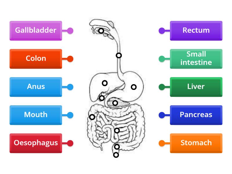 Human digestive system (level 1) - Labelled diagram
