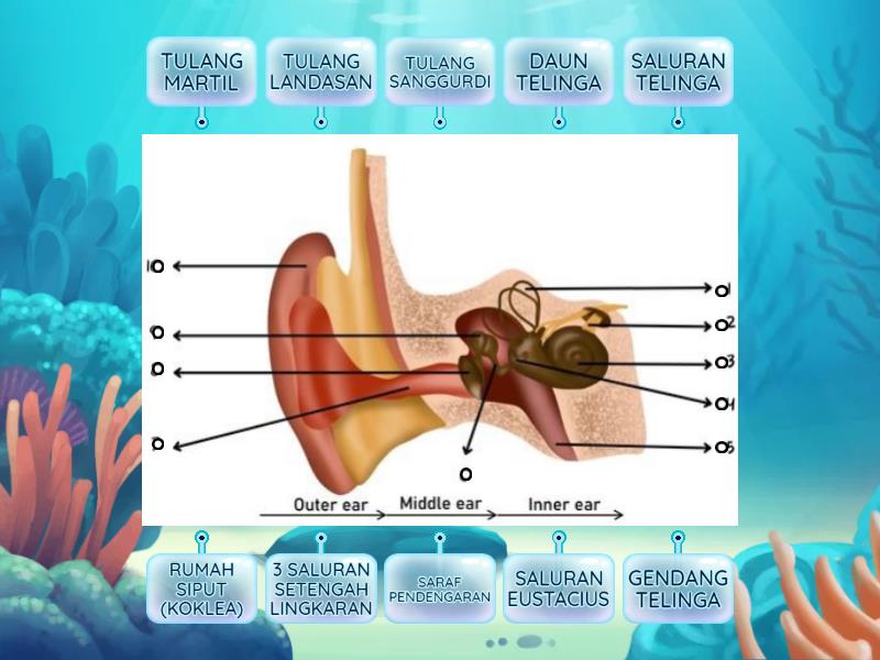 LKPD BAGIAN - BAGIAN TELINGA (kelas 5) - Labelled Diagram