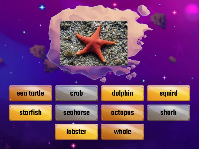 Sea animals - Find the match