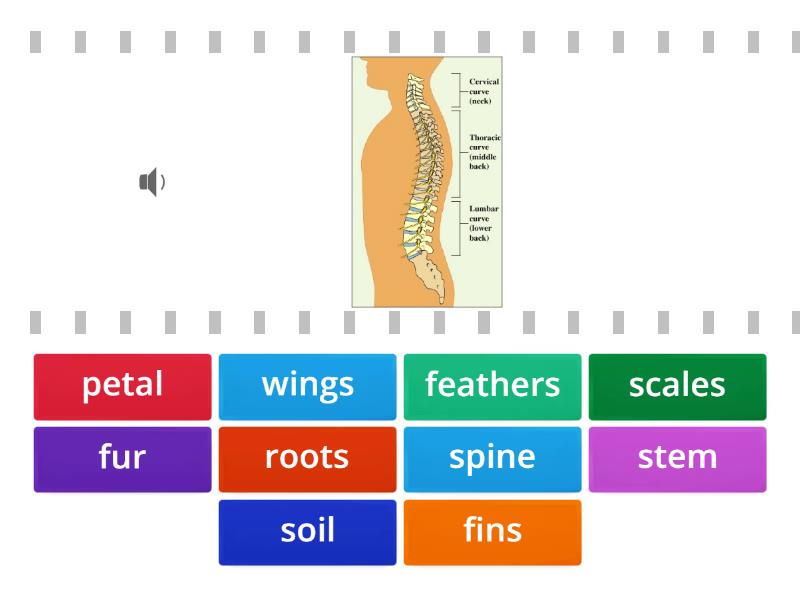 U8 AS4 Parts of plants and animals - Find the match