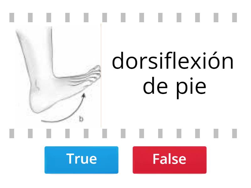 MOVIMIENTOS Y PLANOS ANATOMICOS - Verdadero o falso