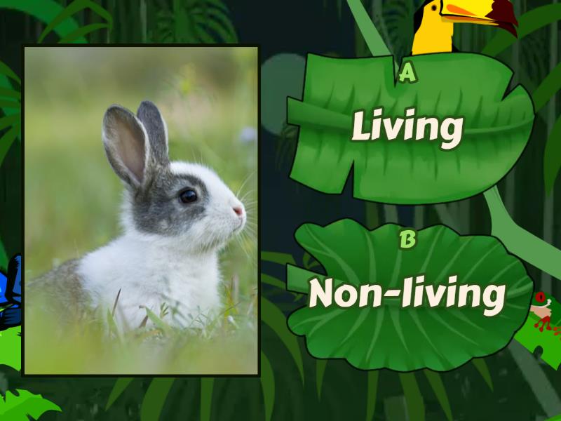 Living or NonLiving Things Quiz