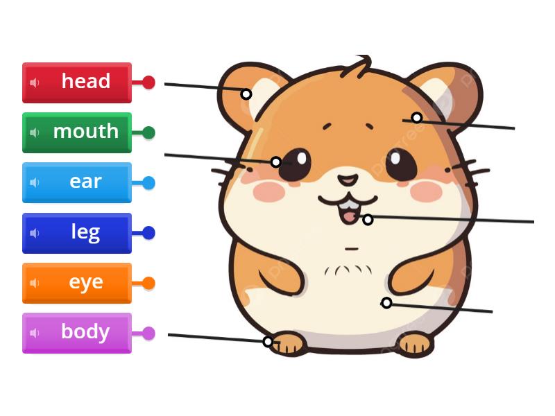 A1 label the body parts Biology Diagrams