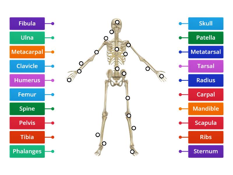 Skeletal System - Labelled diagram