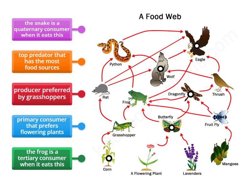 TMS Food Web Practice - Labelled diagram