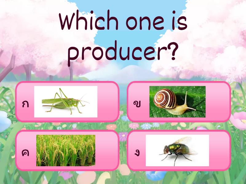 Food chain quiz