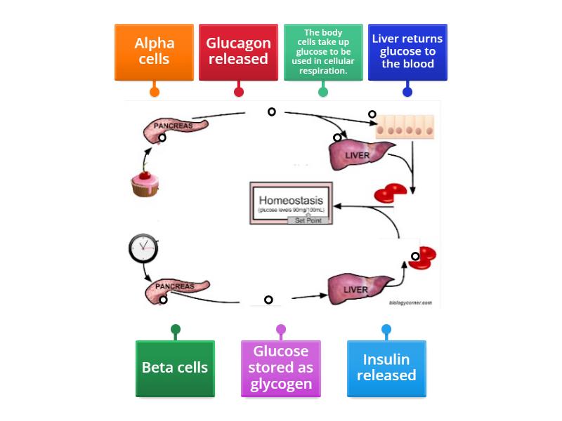 Homeostasis Glucose Control Labelled Diagram