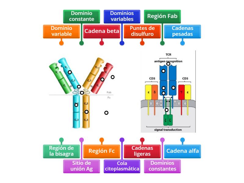 Estructura de inmunoglobulinas y TCR - Labelled diagram