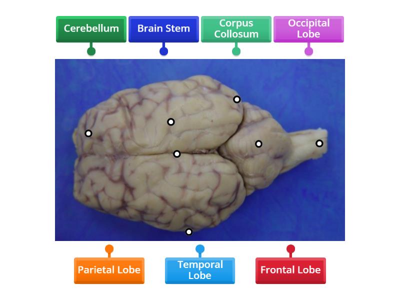 Dorsal View of Sheep Brain - Labelled diagram