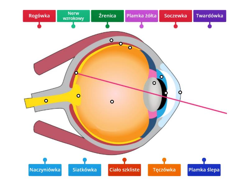 Budowa oka - Labelled diagram