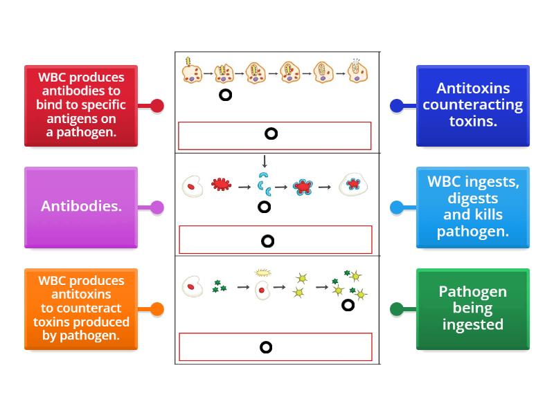 how-do-white-blood-cells-protect-us-labelled-diagram