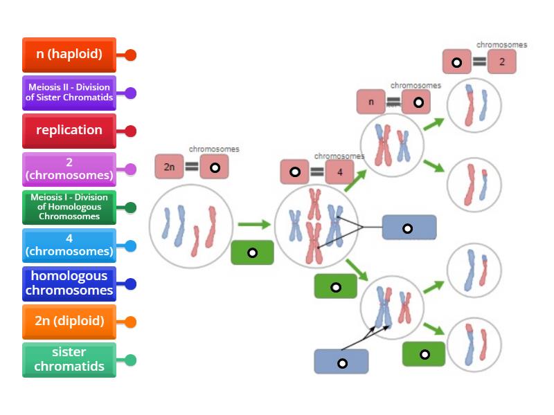 Meiosis Diagram Labelled diagram