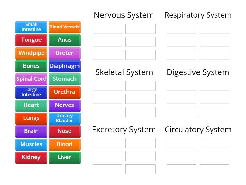 The Organs Systems - Group sort