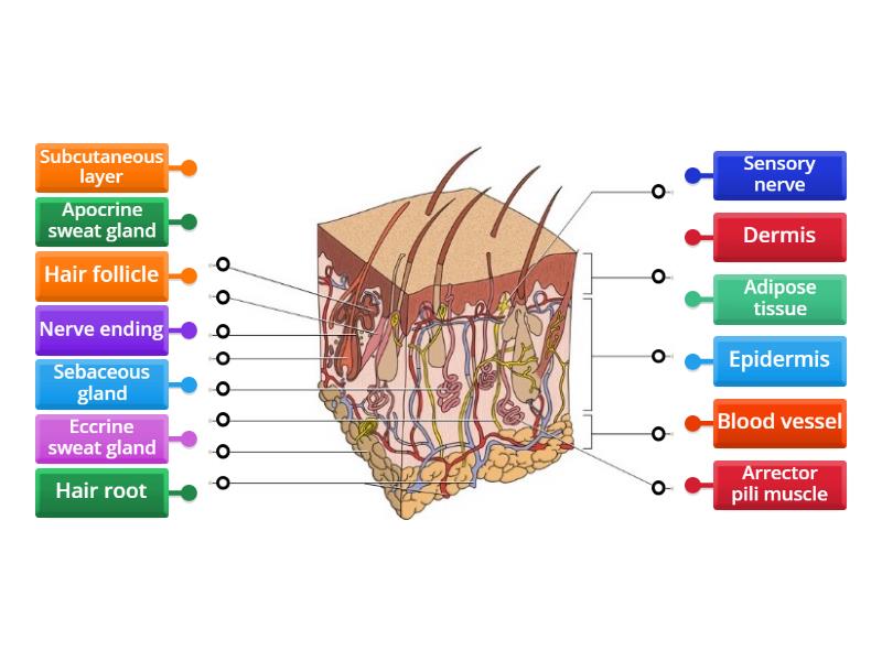 Skin structure diagram - Labelled diagram