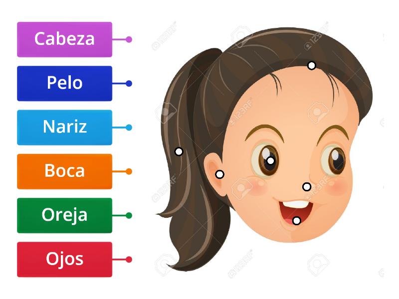 Partes De La Cara 13 Labelled Diagram