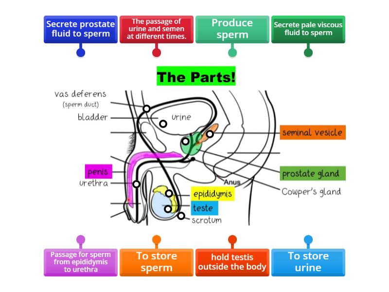 functions of male reproductive organ - Labelled diagram