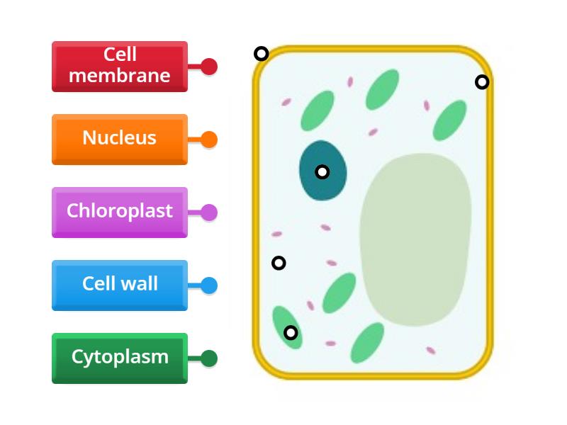 Plant cell - Labelled diagram