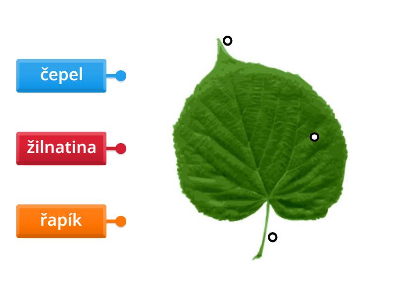 List - Labelled diagram