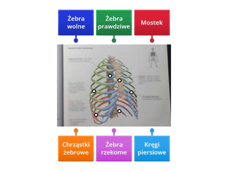 Budowa klatki piersiowej - Labelled diagram