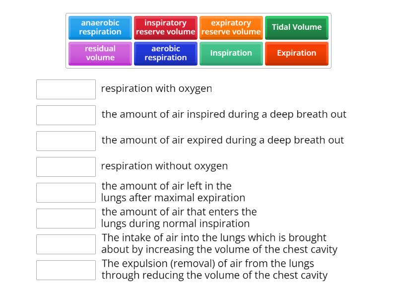 Respiratory System - Match up