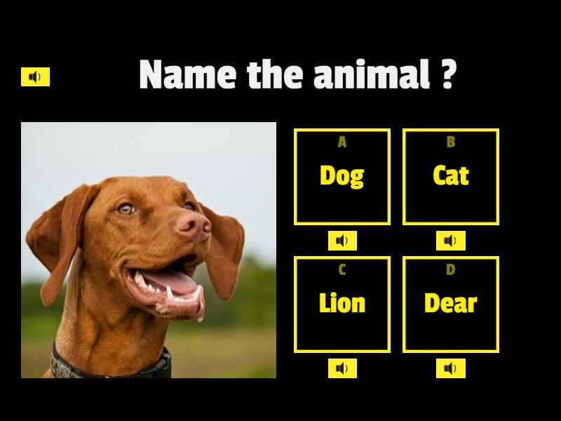 my-quiz