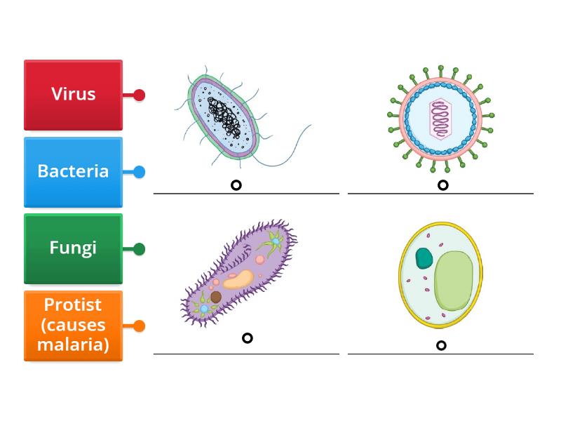 Label the pathogens - disease causing micro-organisms - Labelled diagram