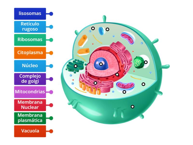 Identifica y nombra las partes de la célula animal - Labelled diagram