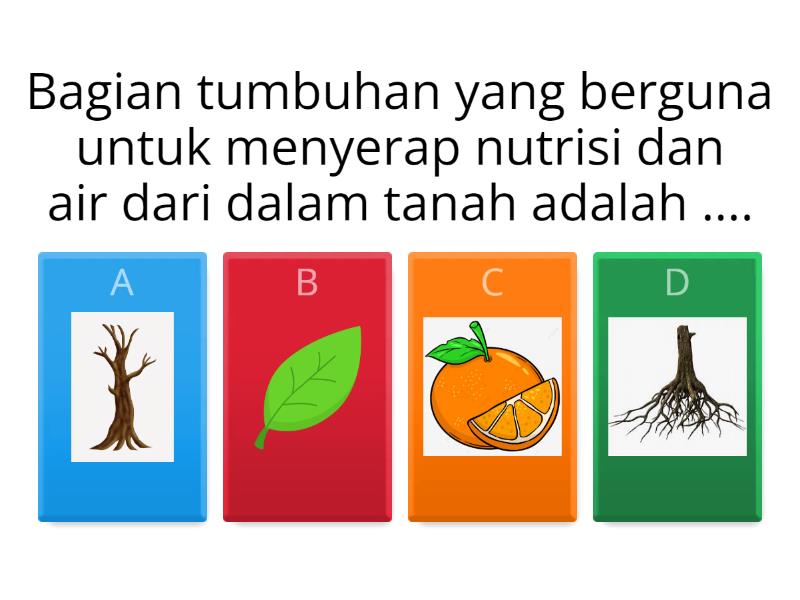 Quiz Tumbuhan