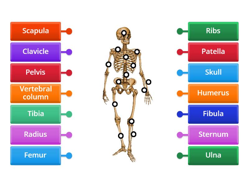 Yesenia Skeletal System - Labelled diagram