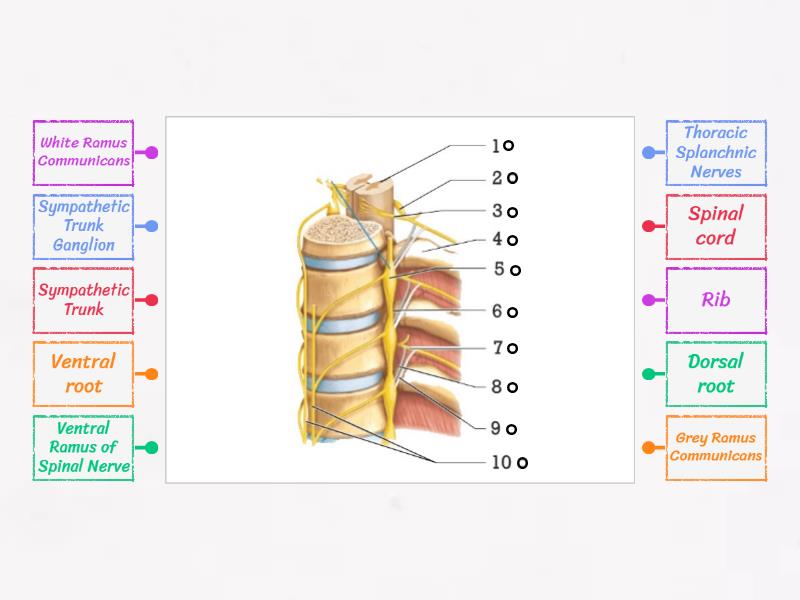 Spinal cord labelled diagram