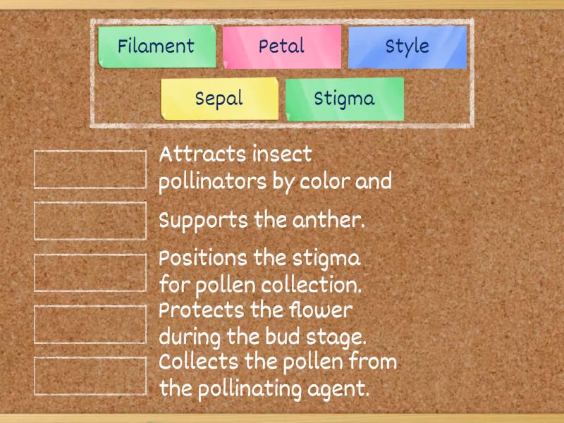 parts-and-functions-of-a-flower-match-up