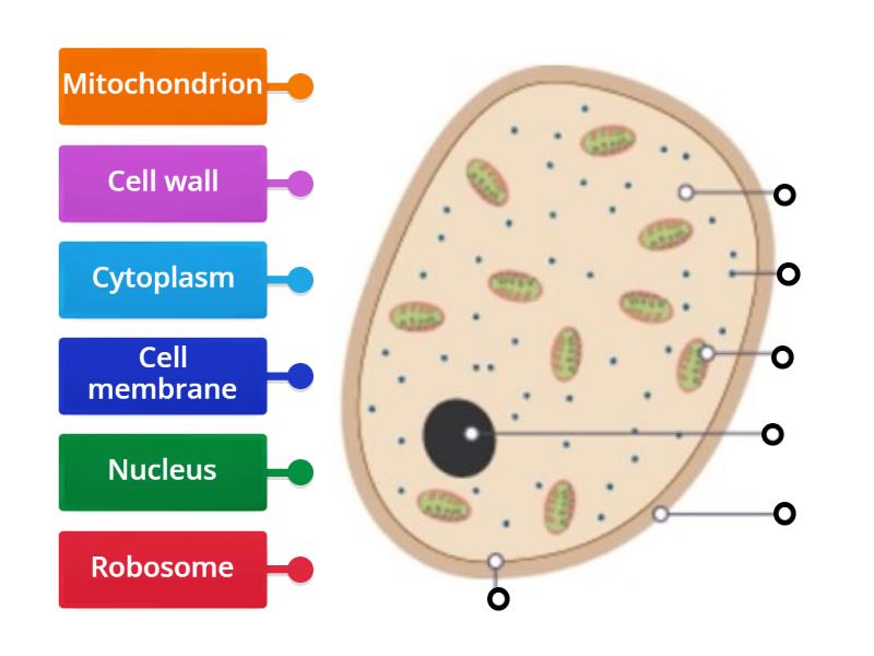 Labelling a fungal cell KS3 - Labelled diagram