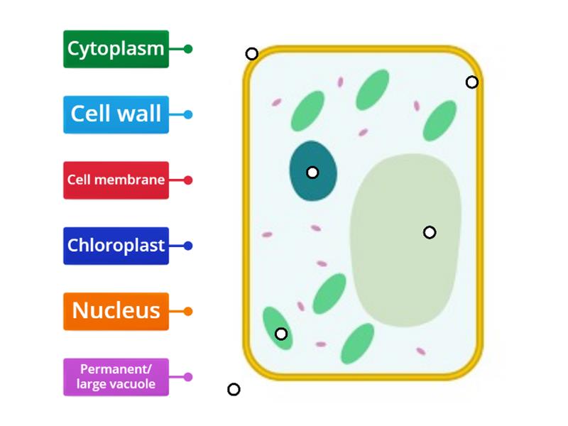 plant cell ks3 - Labelled diagram