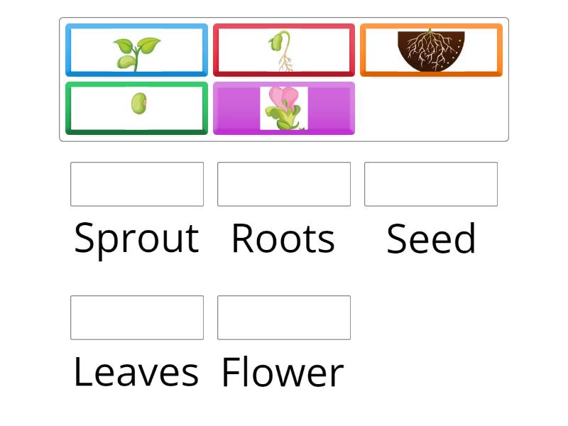 Life cycle of plant - Match up