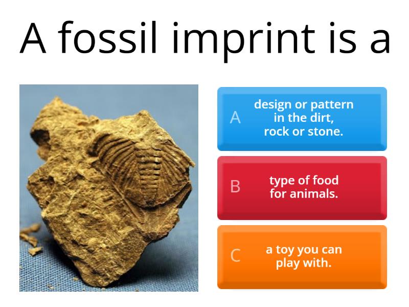 Fossils Year 3 Quiz