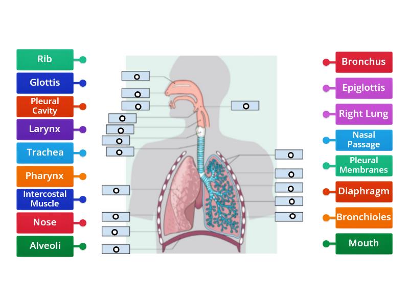 Human Breathing System - Labelled diagram