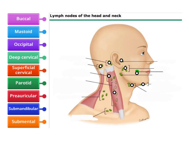 Lymph nodes of head and neck - Labelled diagram