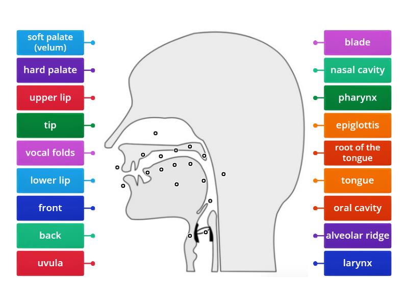 Vocal Tract - labeled diagram - Labelled diagram