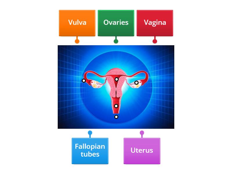 FEMALE REPRODUCTIVE SYSTEM - Labelled diagram