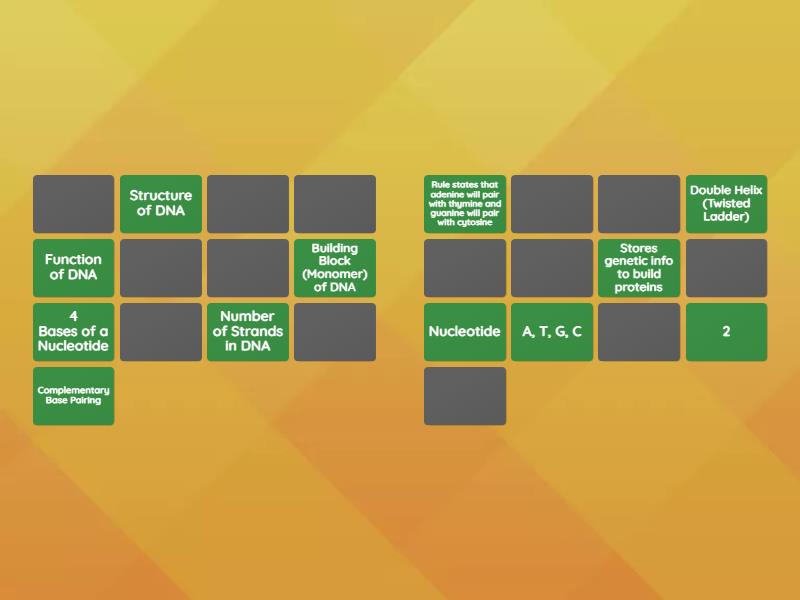 Introduction to DNA Structure - Matching pairs